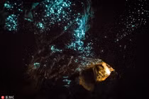 Choáng váng đom đóm đồng loạt nháy, tạo thiên hà trong lòng hang 