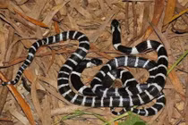 Cho tay vào miệng rắn để thử độc, thanh niên nhận kết đắng