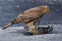 Chim sáo bất lực, bị chim cắt hỏa dẫm "bẹp dúm"