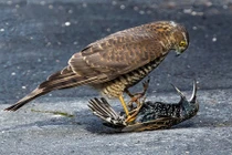 Chim sáo bất lực, bị chim cắt hỏa dẫm "bẹp dúm"