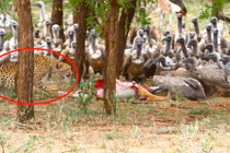 Báo đốm và kền kền kèn cựa tranh thịt linh dương