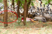 Báo đốm và kền kền kèn cựa tranh thịt linh dương