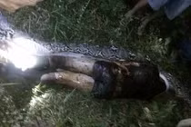 Những lần mổ bụng trăn khổng lồ và sự thật kinh hoàng bên trong