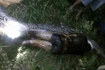 Những lần mổ bụng trăn khổng lồ và sự thật kinh hoàng bên trong