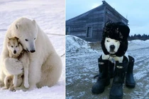 Khi động vật chống rét kỷ lục không giác gì con người
