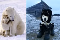 Khi động vật chống rét kỷ lục không giác gì con người