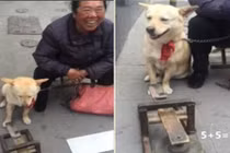 Chú chó thông minh biết làm toán bằng chân gây sốc