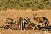 Khốc liệt cảnh tượng chó hoang săn giết lợn rừng