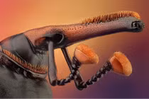 Cận cảnh "võ sĩ quyền anh" trong thế giới côn trùng