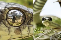 Lấy mắt rắn độc làm gương, nhiếp ảnh gia làm điều kinh khiếp này