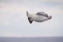 Chú chim bỗng nổi tiếng thế giới nhờ biết sống hưởng thụ