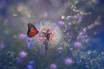 Thế giới đẹp như cổ tích của những con bướm đa sắc màu