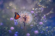 Thế giới đẹp như cổ tích của những con bướm đa sắc màu