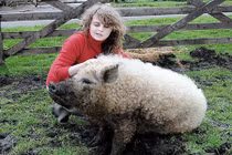 Con vật này là kết quả của cuộc tình tội lỗi lợn - cừu?