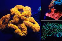 San hô phát sáng như cầu vồng ở Biển Đỏ cực đẹp