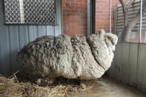 Chú cừu nổi tiếng nặng nhất thế giới chết gây tiếc thương