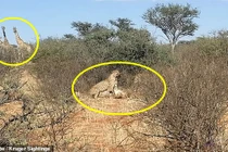 Hươu cao cổ "choáng váng" xem báo đốm yêu kiểu tình tay ba 