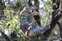 Báo đốm con chết hụt vì mải nghịch ngợm leo trèo