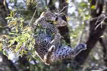 Báo đốm con chết hụt vì mải nghịch ngợm leo trèo