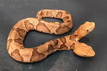 Một cơ thể hai suy nghĩ, rắn hai đầu chết vì mệt mỏi 