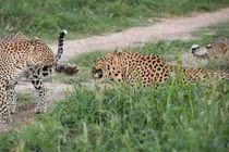 Kịch tính cảnh báo hoa mai cái cảnh cáo báo đực bạc tình