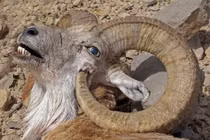 Thê thảm cảnh cừu núi bị giết bởi cặp sừng "khủng" của mình