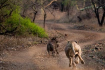 Tận mục sư tử trẻ tập dượt săn mồi đầy kịch tính