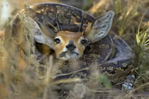 Rùng mình trăn khổng lồ siết ngạt con mồi trong tích tắc