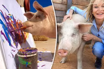 Gặp chú lợn Pigcasso, vẽ tranh không thua gì họa sĩ