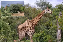 Hươu cao cổ chiến đấu ngoan cường, thoát nanh vuốt 6 sư tử