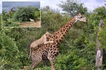 Hươu cao cổ chiến đấu ngoan cường, thoát nanh vuốt 6 sư tử