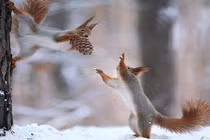 Xem vợ chồng sóc tất bật chuẩn bị cho năm mới gần kề