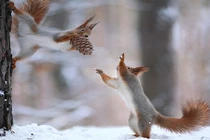 Xem vợ chồng sóc tất bật chuẩn bị cho năm mới gần kề