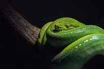 Cho rắn ăn không đeo bao tay, cậu bé gặp họa kinh dị