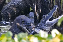 Những kẻ thủ ác đội lốt động vật ngoan hiền đáng yêu 