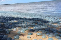 Choáng ngợp hàng ngàn con sứa lên bãi biển tắm nắng 