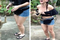 Khỉ con trỗi dậy bản năng, vạch áo nữ du khách đòi bú