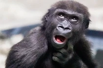 Cận cảnh khoảnh khắc xấu hổ muốn độn thổ của khỉ đột