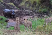 Kịch tính cảnh hà mã đuổi báo đốm chạy té khói 