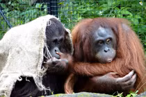 Học hỏi cách khiến “mùa đông không lạnh” của động vật hoang dã 