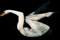 “Dụi đỏ mắt” soi động vật từ cơ thể trần trụi con người