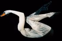 “Dụi đỏ mắt” soi động vật từ cơ thể trần trụi con người