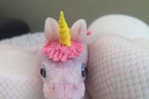 Sững sờ vẻ đẹp loài rắn, khiến bạn bỗng "mê tít thò lò"