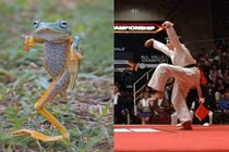 Ếch bay thể hiện võ kung-fu cực đáng yêu