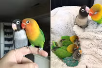 Chuyện tình cực yêu của vẹt uyên ương khiến người người ghen tị 
