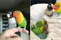 Chuyện tình cực yêu của vẹt uyên ương khiến người người ghen tị 