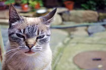 Những con mèo có bộ mặt nguy hiểm nhất thế giới