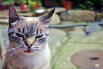 Những con mèo có bộ mặt nguy hiểm nhất thế giới