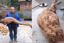 Củ sắn khổng lồ giống hệt hình chân người ở Trung Quốc