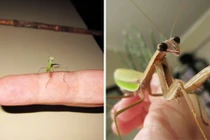 Lạ lùng câu chuyện về một cô bọ ngựa thú cưng